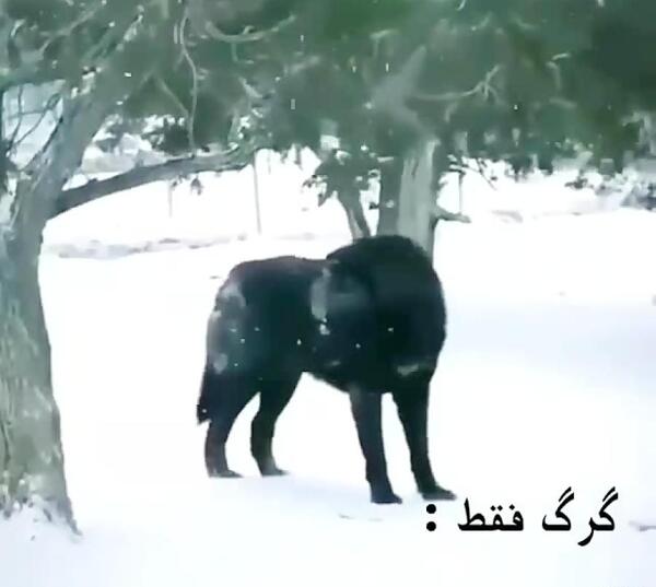 عکس وضعیت واتساپ گرگ