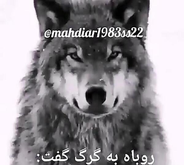 عکس وضعیت واتساپ گرگ