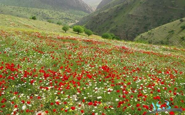 عکس جاهای دیدنی شهر سرپل ذهاب