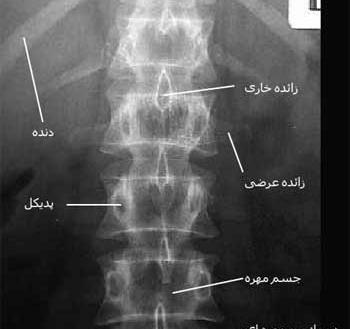 عکس ساده کمر