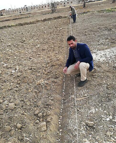 عکس کاشت سیر