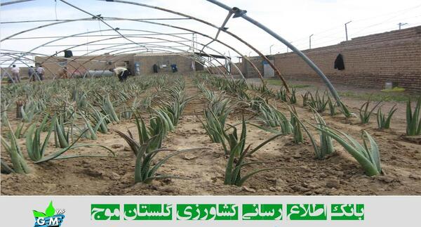 عکس کاشت سیر