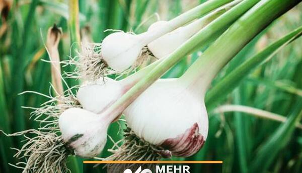عکس کاشت سیر