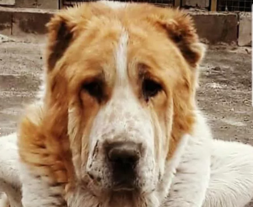 عکس سگ خراسانی