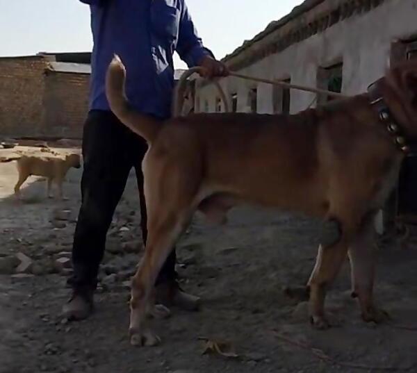 عکس سگ خراسانی
