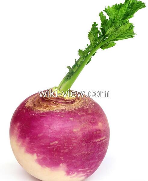 عکس شلغم