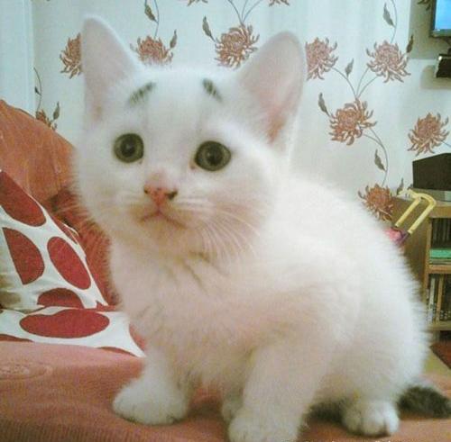 عکس گربه تنها