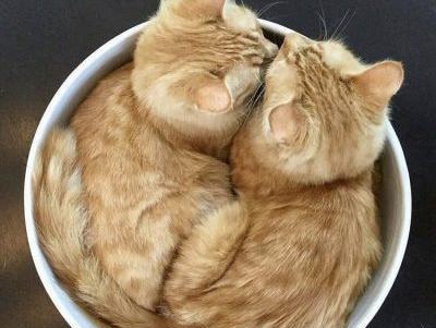 عکس گربه تنها