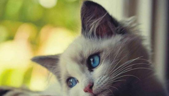 عکس گربه تنها