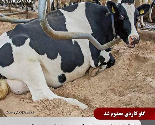 عکس گاو ذبح شده
