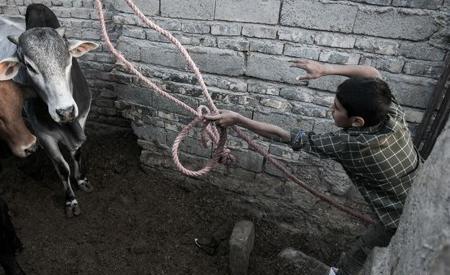 عکس گاو ذبح شده