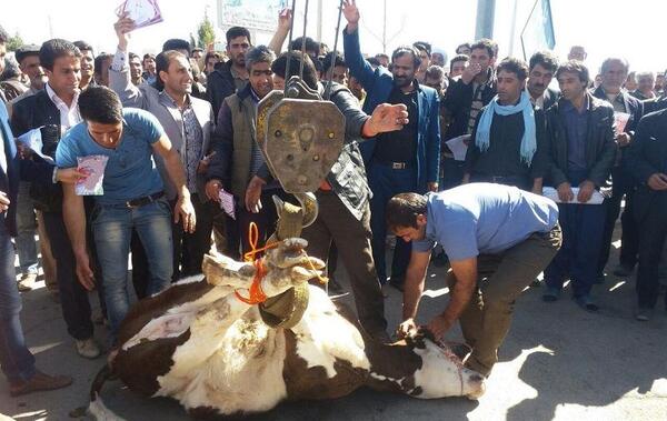 عکس گاو ذبح شده