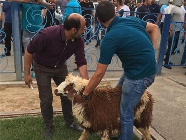 عکس گاو ذبح شده