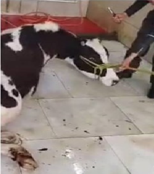 عکس گاو ذبح شده