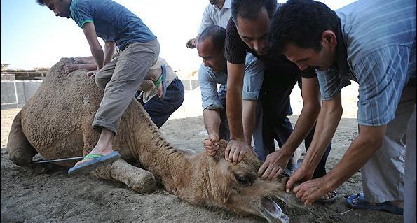 عکس گاو ذبح شده