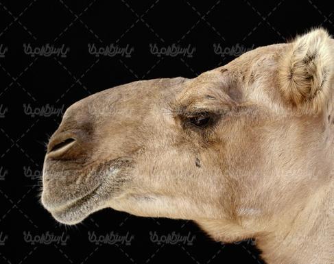 عکس شترها