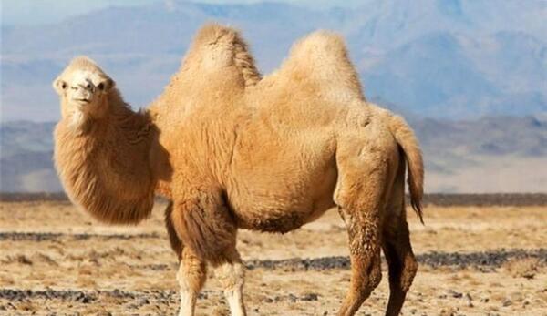 عکس شترها
