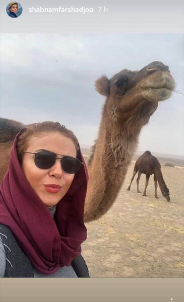 عکس شترها