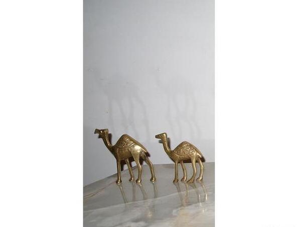 عکس شتر قدیمی