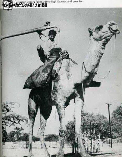 عکس شتر قدیمی