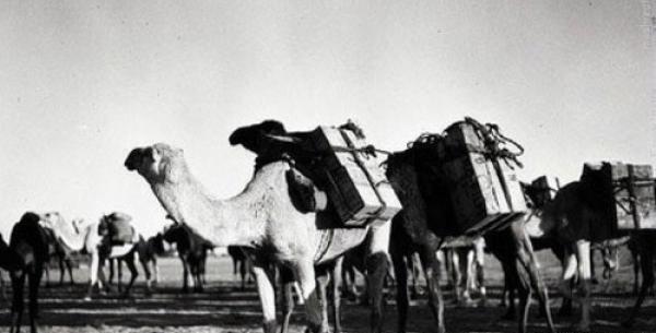عکس شتر قدیمی