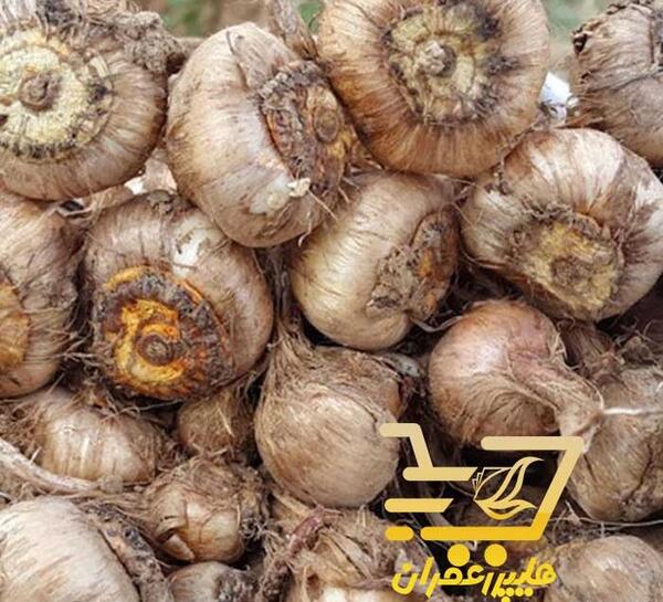 عکس پیازچه زعفران