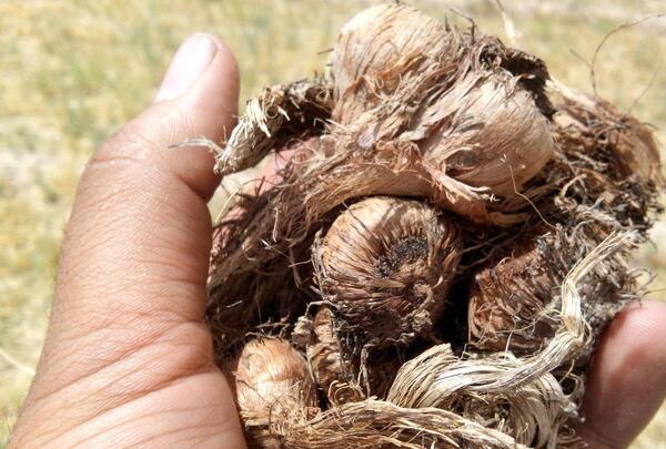 عکس پیازچه زعفران