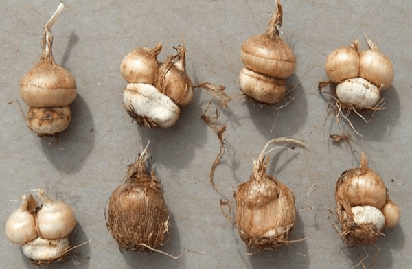عکس پیازچه زعفران
