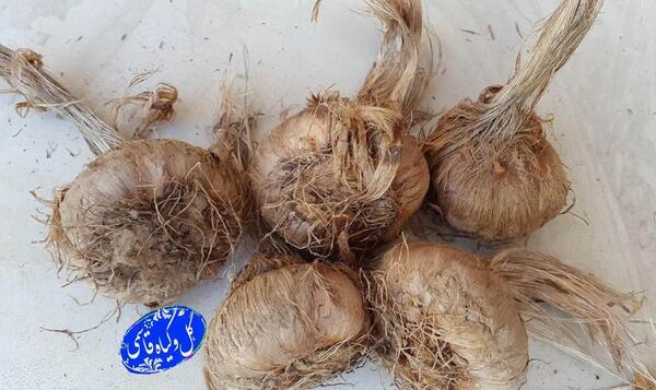 عکس پیازچه زعفران
