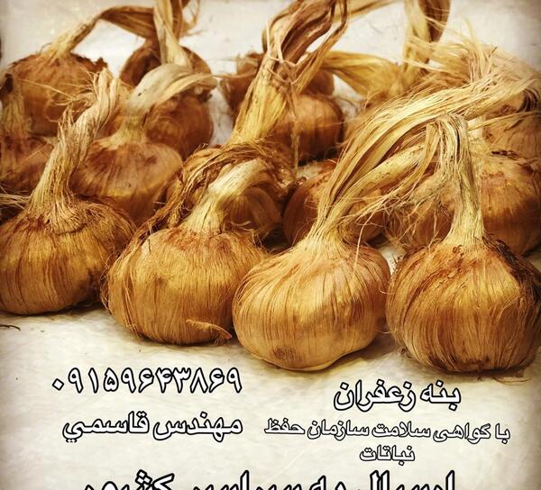 عکس پیازچه زعفران