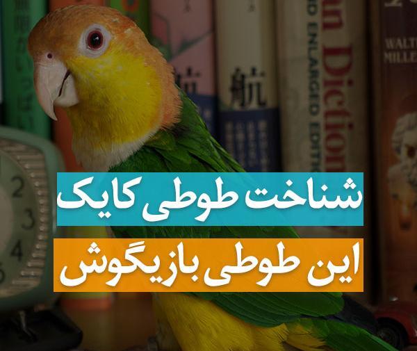 عکس طوطی وحشی