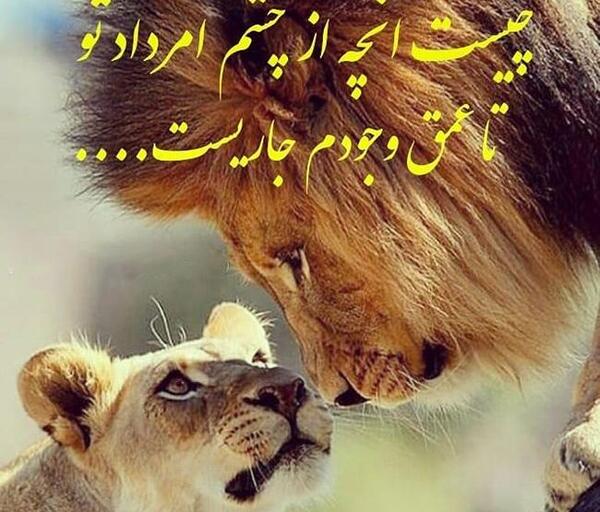عکس شیر نماد مرداد