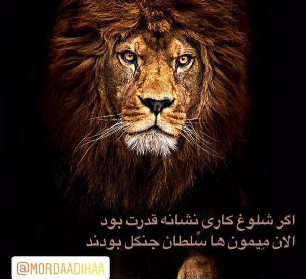 عکس شیر نماد مرداد