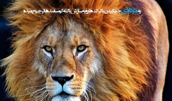 عکس شیر نماد مرداد