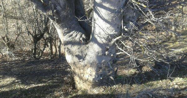 عکس روستای عرب لاله گون