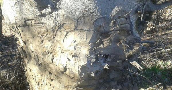 عکس روستای عرب لاله گون