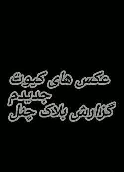 بهترین عکس کیوت
