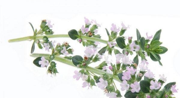 عکس گیاه اویشن خشک