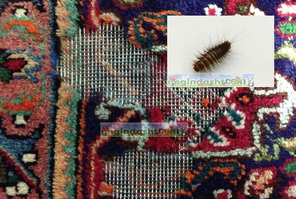عکس شپش فرش