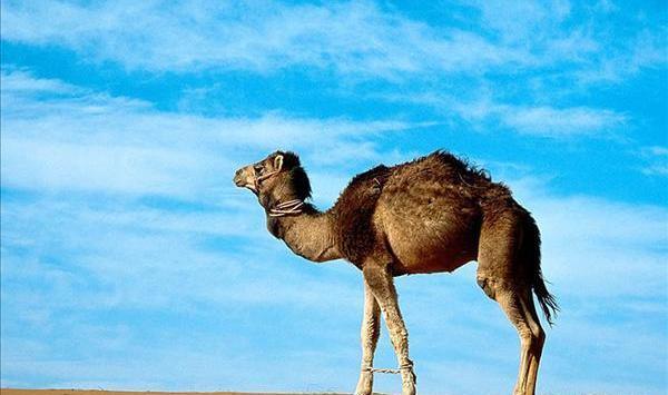 عکس شتر کوچولو