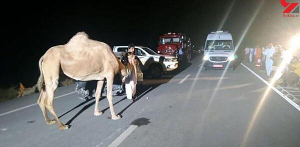 عکس شتر کوچولو