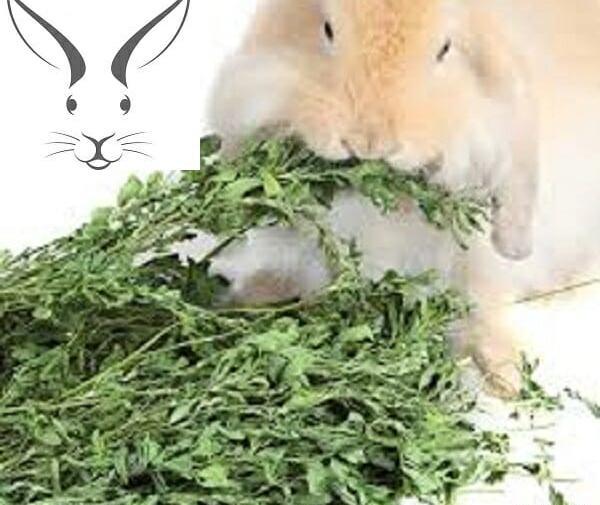 عکس یونجه برای خوکچه هندی