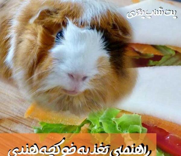عکس یونجه برای خوکچه هندی