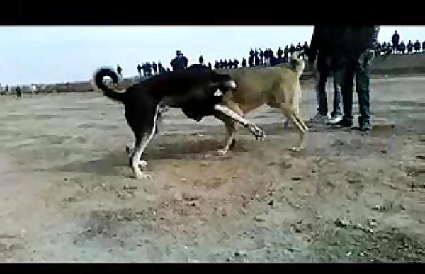 عکس سگ صدام