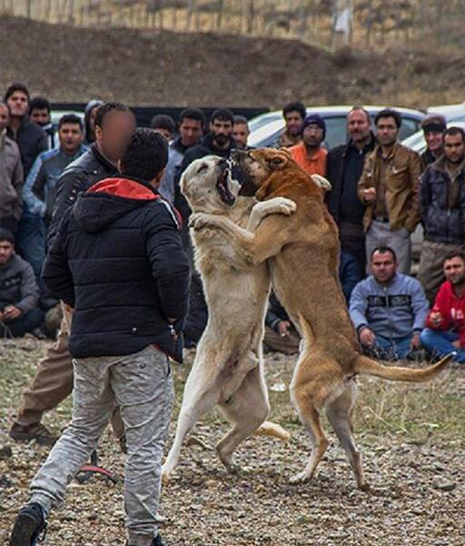 عکس سگ صدام