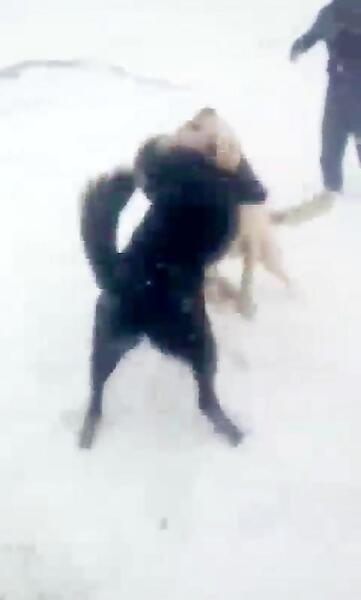 عکس سگ صدام