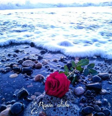 عکس گل رز صورتی و آبی