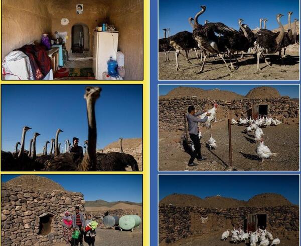 عکس توسعه شترمرغ