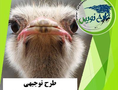 عکس توسعه شترمرغ