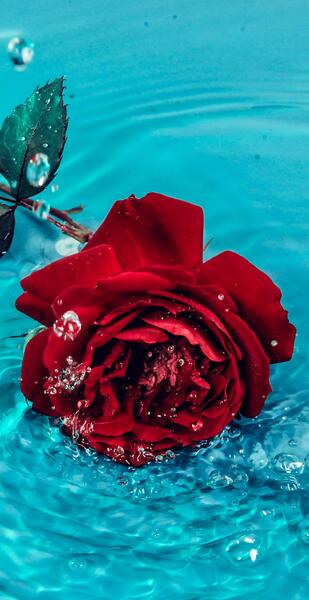 عکس پس زمینه گوشی گل